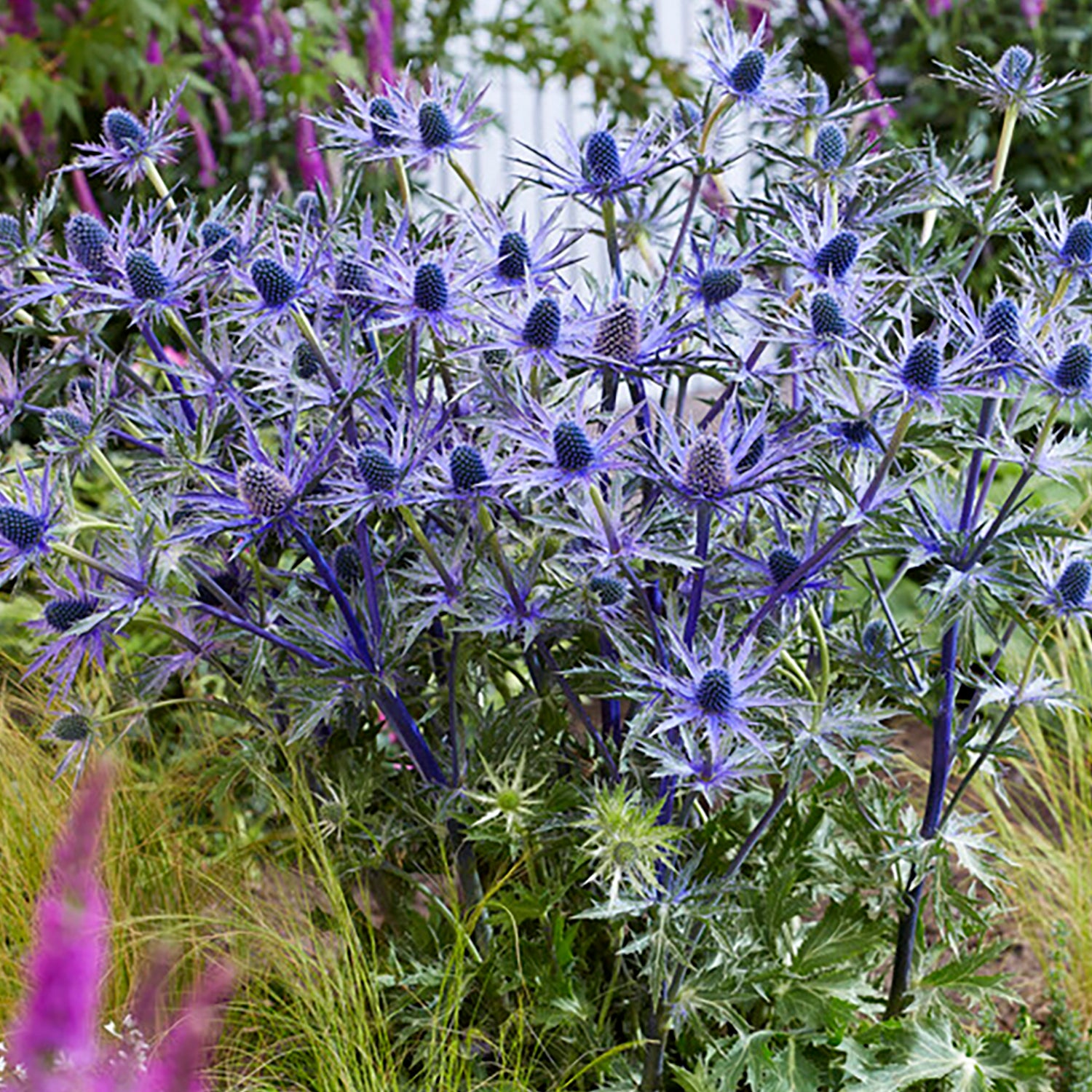 Van Zyverden Sea Holly Jos Eijking Set of 3 Plant Roots Blue Full Sun