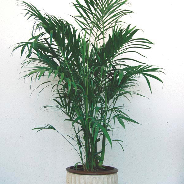 Wekiva Foliage - Cat Palm - Live Plant in an 10 inch Growers Pot - Chamaedorea Cataractarum - Beautiful Clean Air Indoor Outdoor Houseplant