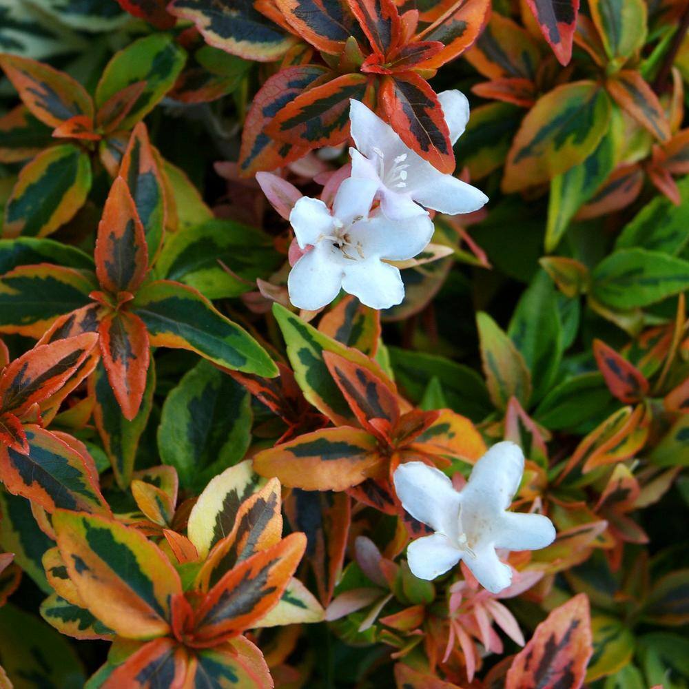 SOUTHERN LIVING 2 Gal. Kaleidoscope Abelia Plant with Chameleon-like Foliage that Blooms White Flowers 14411