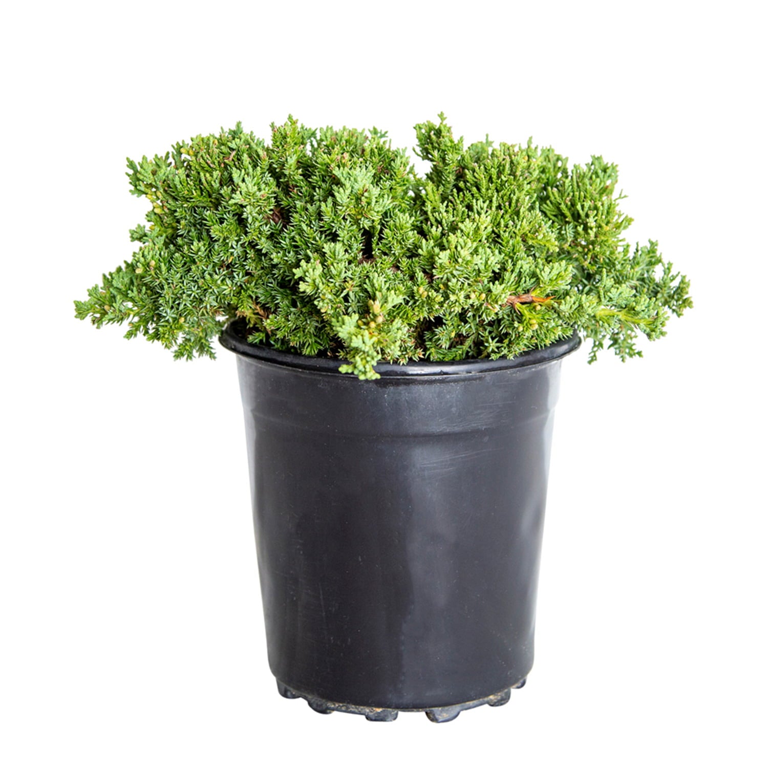 Blue Pacific Juniper (2.5 Quart) Low-Growing Evergreen Groundcover - Full Sun to Part Sun Live Outdoor Plant