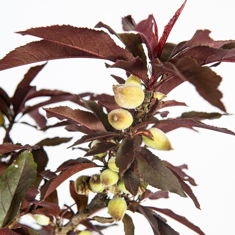Perfect Plants 3 ft.-4 ft. Tall Bonfire Patio Peach Tree in Grower's Pot Small THD00573