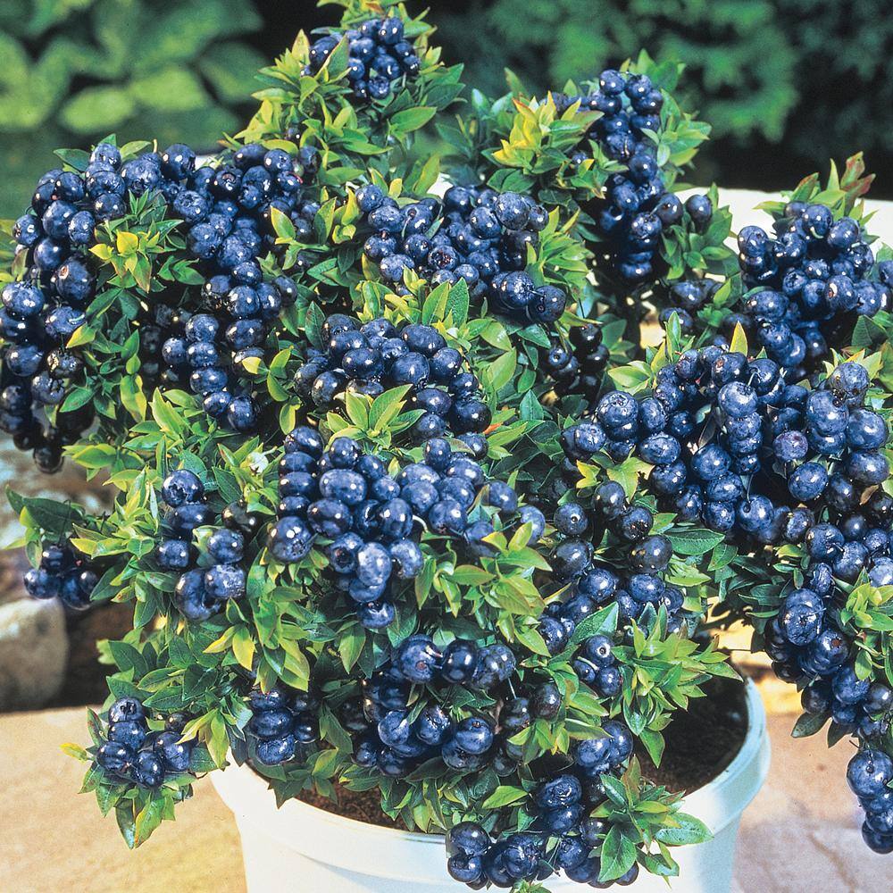 Gurney's Tophat Dwarf Blueberry Bush Fruit Bearing Starter Plant (1-Pack) 96319