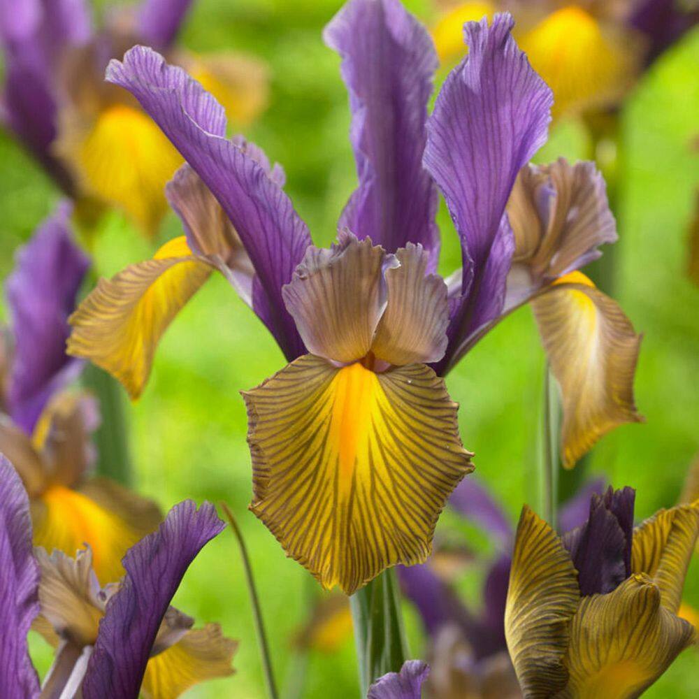 VAN ZYVERDEN Dutch Iris Picasso (Set  of 25 Bulbs) 84529