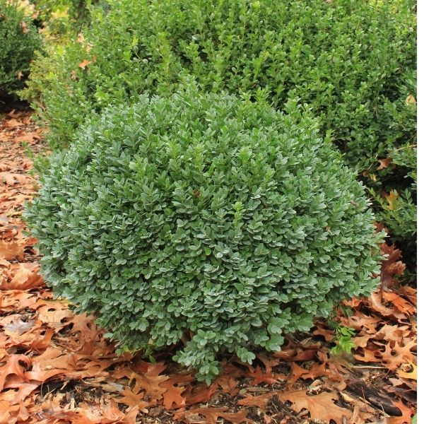 Dwarf Youpon Holly