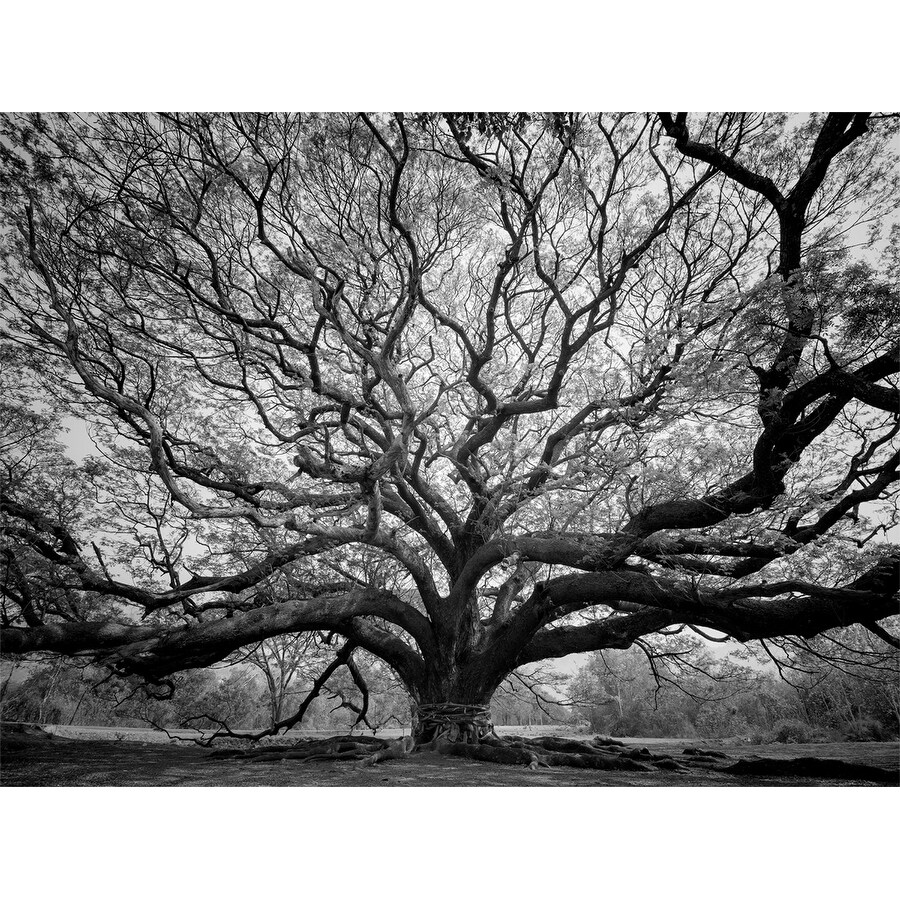 Tree of Wisdom Photography Canvas Art