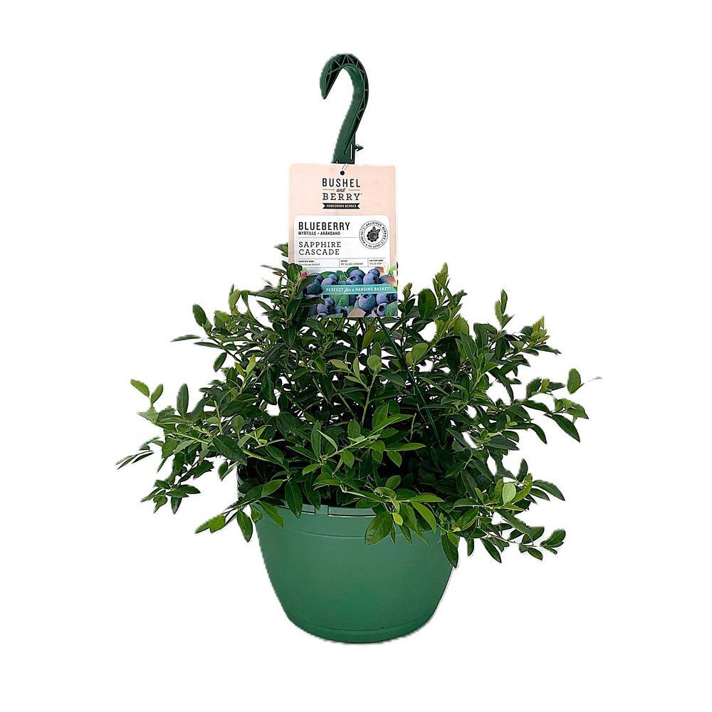BUSHEL AND BERRY 10 in. Bushel and Berry Sapphire Cascade Fruit Bearing Potted Blueberry Plant in Hanging Basket O8924H1