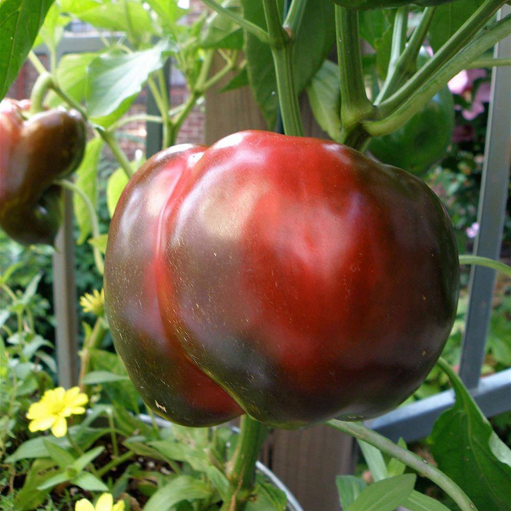 Bonnie Plants 19 oz. Sweet Red Bell Pepper Plant 2101