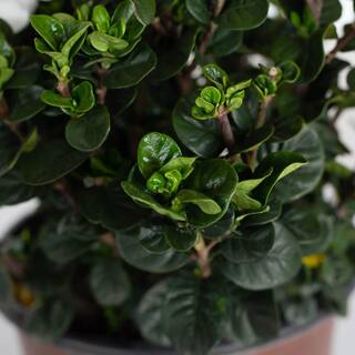 Southern Living 2 Gal. Diamond Spire Gardenia Shrub with Fragrant White Flowers 86552