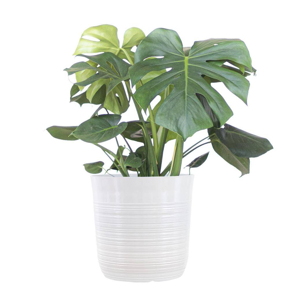 United Nursery Swiss Cheese Plant Monstera Deliciosa Plant 24. in to 34 in. Tall in 10 in. White Decor Pot 74639