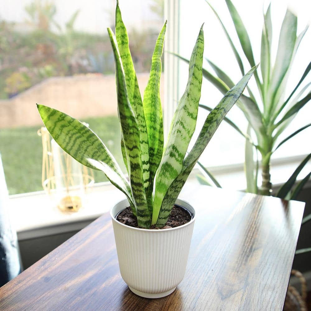 ALTMAN PLANTS Decorative Snake Plant Gift (Sansevieria Zeylanica) Variegated Houseplant in 4.25 in. White Pot 0873205