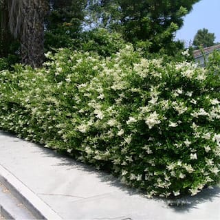 #7 Pot White Flowering Waxleaf Ligustrum Evergreen Shrub LIGWAX07G