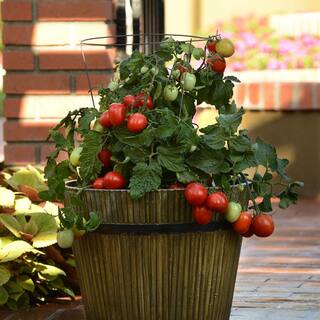 BONNIE PLANTS HARVEST SELECT 25 oz. Little Napoli Patio Roma Tomato Plant 715339321718