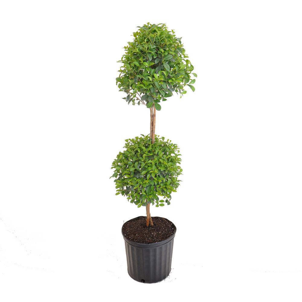 United Nursery Eugenia Myrtifolia Topiary Shipped in 9.25 inch Grower Pot 20262