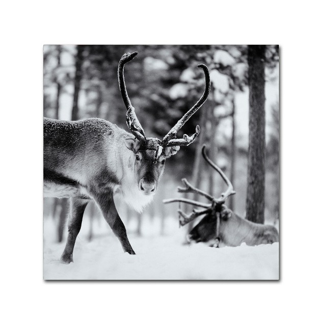 Trademark Fine Art hugh Evans x27 reindeer x27 Canvas Art