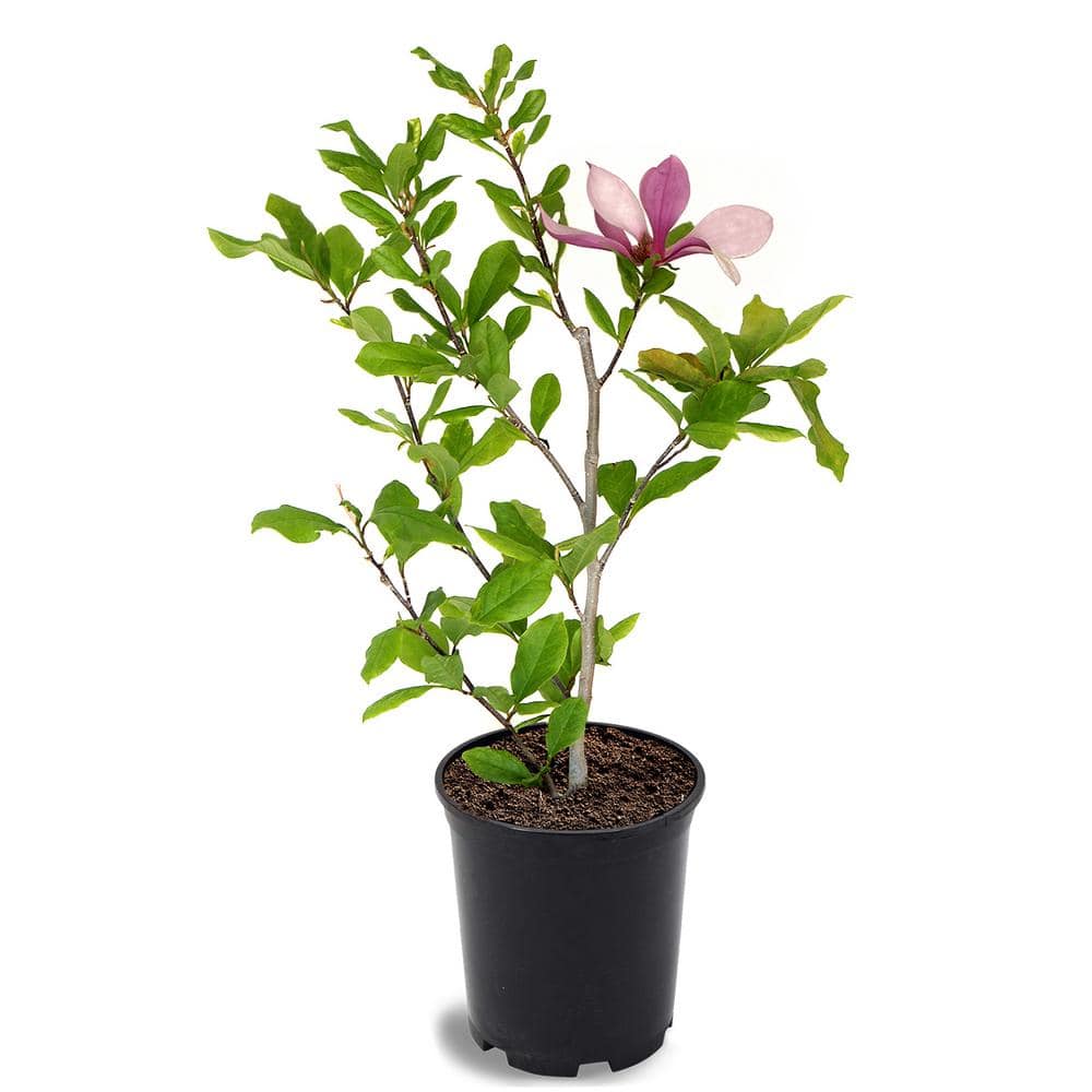 Alexandrina Japanese Magnolia Pink Flowering Decidiuous Ornamental Tree MAGALE01G