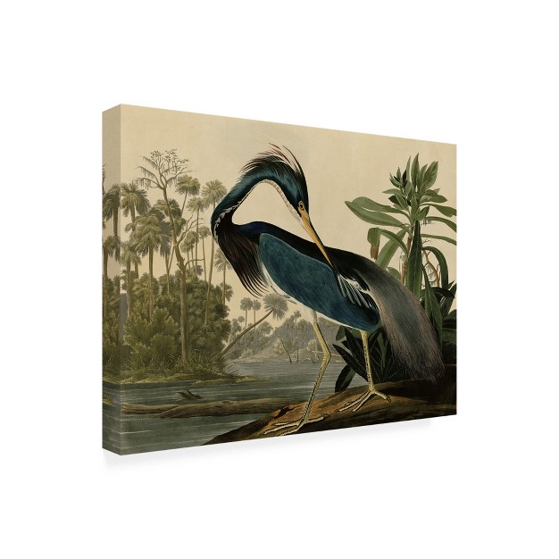 Trademark Fine Art John James Audubon x27 louisiana Heron x27 Matted Framed Art