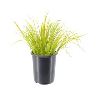 2.5 qt. Perennial Grass Acorus g. Ogon 1469