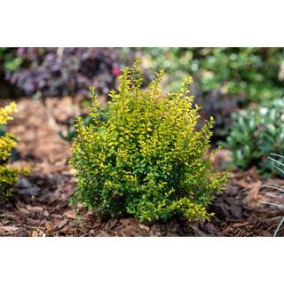 SOUTHERN LIVING 3 Gal. Sunshine Ligustrum Golden Privet Live Shrub with Golden-Yellow Foliage (1-Pack) LIGUS2SGP1PK
