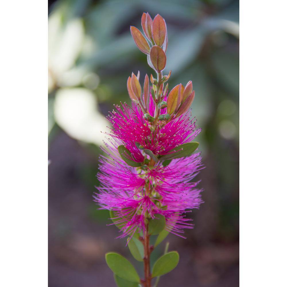 ALTMAN PLANTS Lone Star Growers 8 Qt. Bottlebrush Shrub (Callistemon Neon Pink Bottle Pop) Pink Blooms 0872603