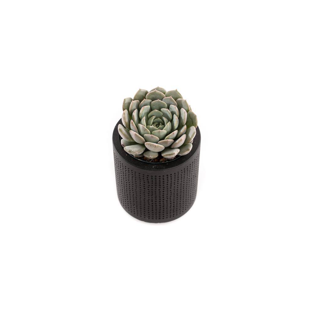 2.5 in. Assorted Succulent Set in Black Dot Pot (2-Pack) SUCCLYAS325SBD