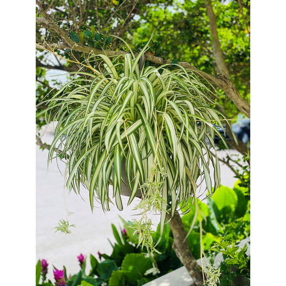 Vigoro 1.8 Gal. Spider Plant Chlorophytum in 11 In. Hanging Basket DC11HBSPIDERPLT