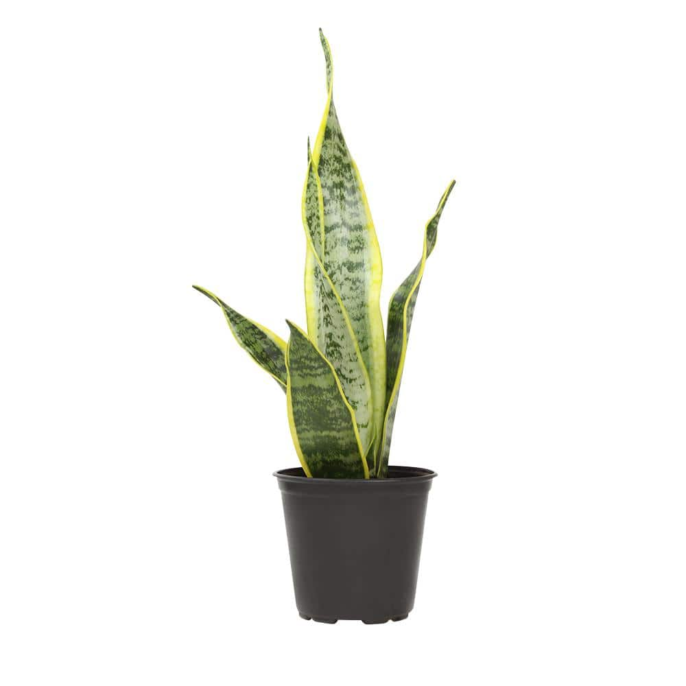 SMART PLANET 4 in. Sansevieria Laurentii 0880027