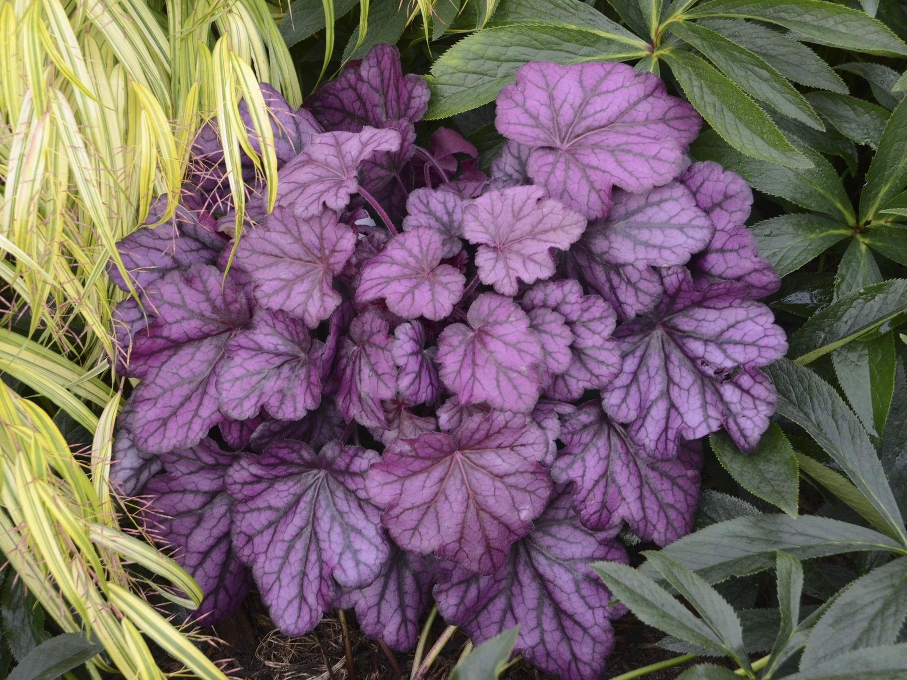 4.5 in. Qt. Primo Wild Rose Coral Bells (Heuchera) Deep Purple Foliage Live Plant