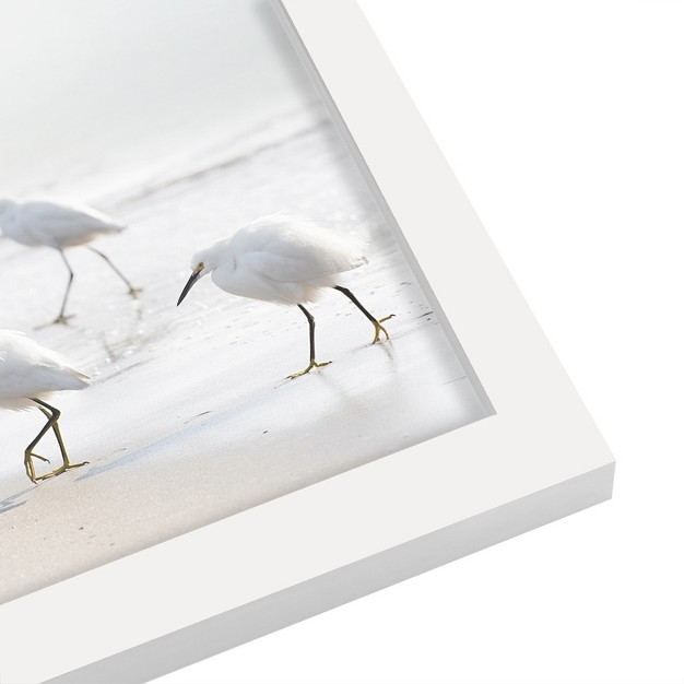 Americanflat Coastal Animal California Seagulls By Tanya Shumkina White Framed Print Wall Art