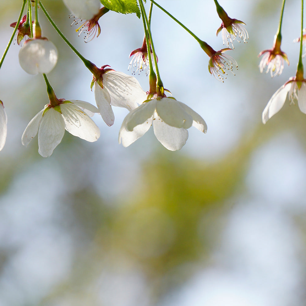 Snow Fountains® Weeping Cherry Tree