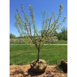 Online Orchards 3 ft. Bubblegum 'Toka' Plum Tree FTPL006