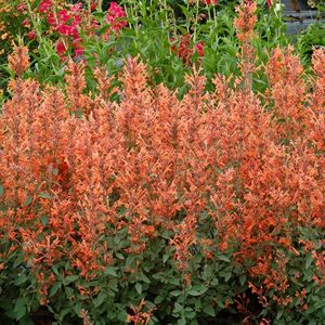 Agastache Kudos Series Mandarin