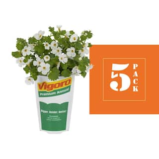 Vigoro 1.5-Pint Bacopa Water Hyssop Betty White Annual Plant (5-Pack) 78850