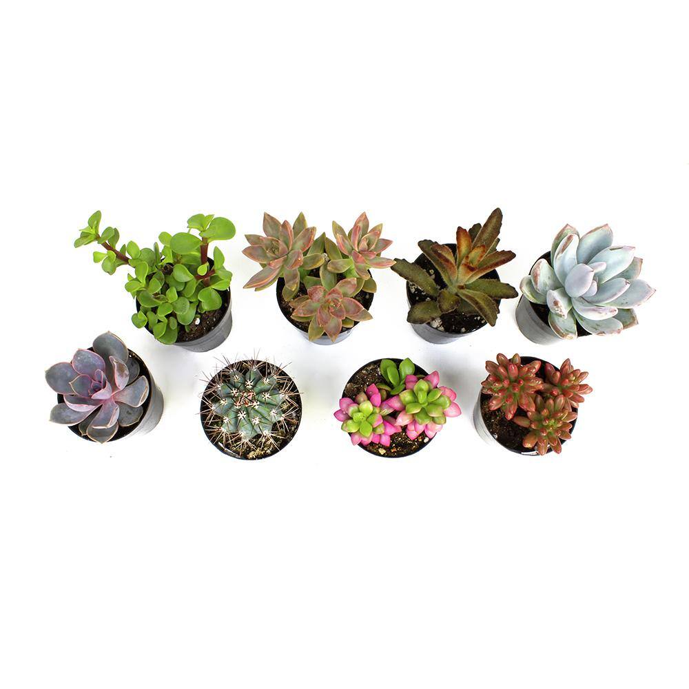 SMART PLANET 2.5 in. Assorted Succulents Plants (8-Pack) 0880056