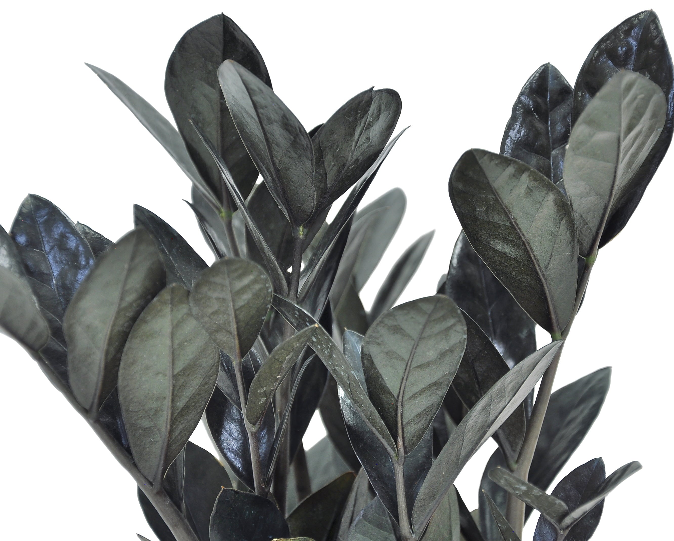 Costa Farms Trending Tropicals Live Indoor and Outdoor 10in. Tall Black Raven® ZZ Zamioculcas ‘Dowon’; Medium， Indirect Light Plant in 6in. mixed material Planter