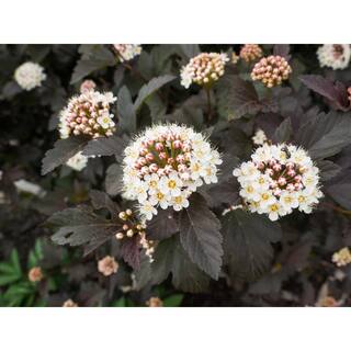 Online Orchards 1 Gal. Diabolo Ninebark Shrub SBNB002
