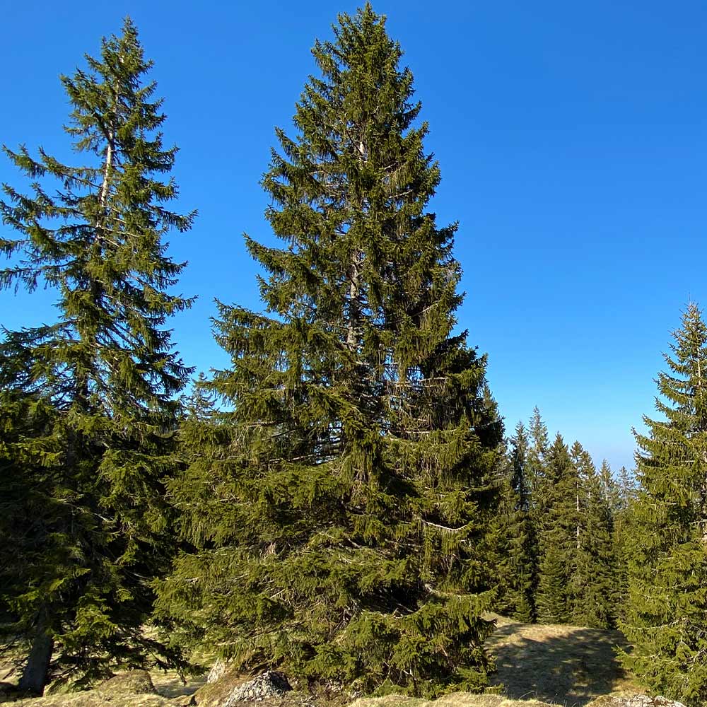 Black Hills Spruce Tree