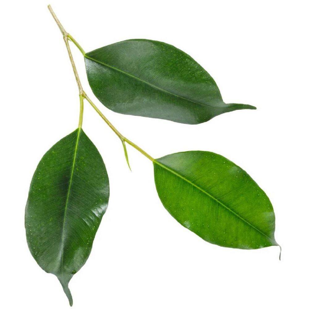 PROVEN WINNERS leafjoy Collection Ficus Benjamina Danielle Plant in 7 in. Seagrass Pot Avg Ship Height 8 in. PWFBD6SEA1PK