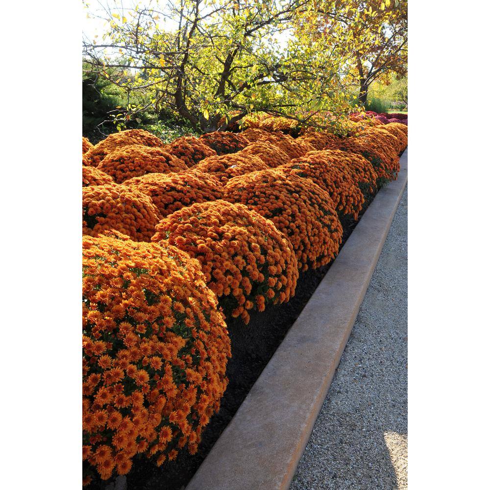 3 Qt. Chrysanthemum (Mum) Plant with Orange Flowers in Whiskey Barrel 6111