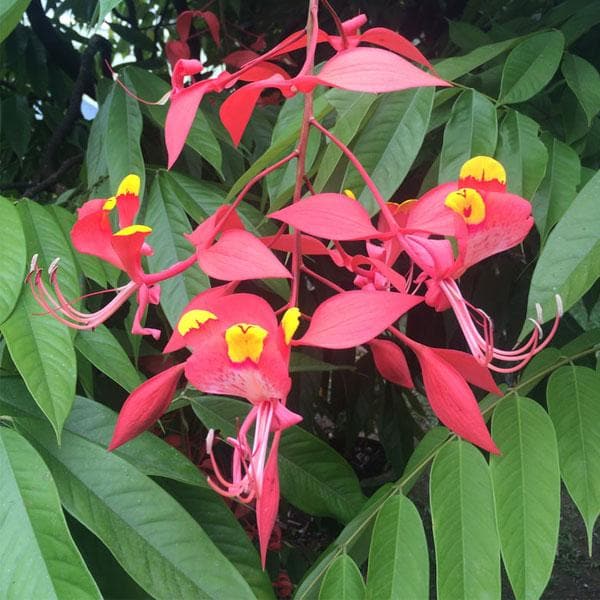 Amherstia nobilis - Plant