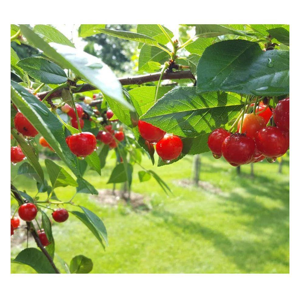 3 Gal. North Star Cherry Tree CHENOR03G