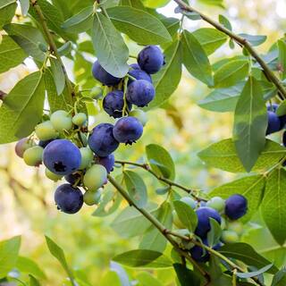 5 Gal. Toro Northern Highbush Blueberry Tree BLUTOR05G