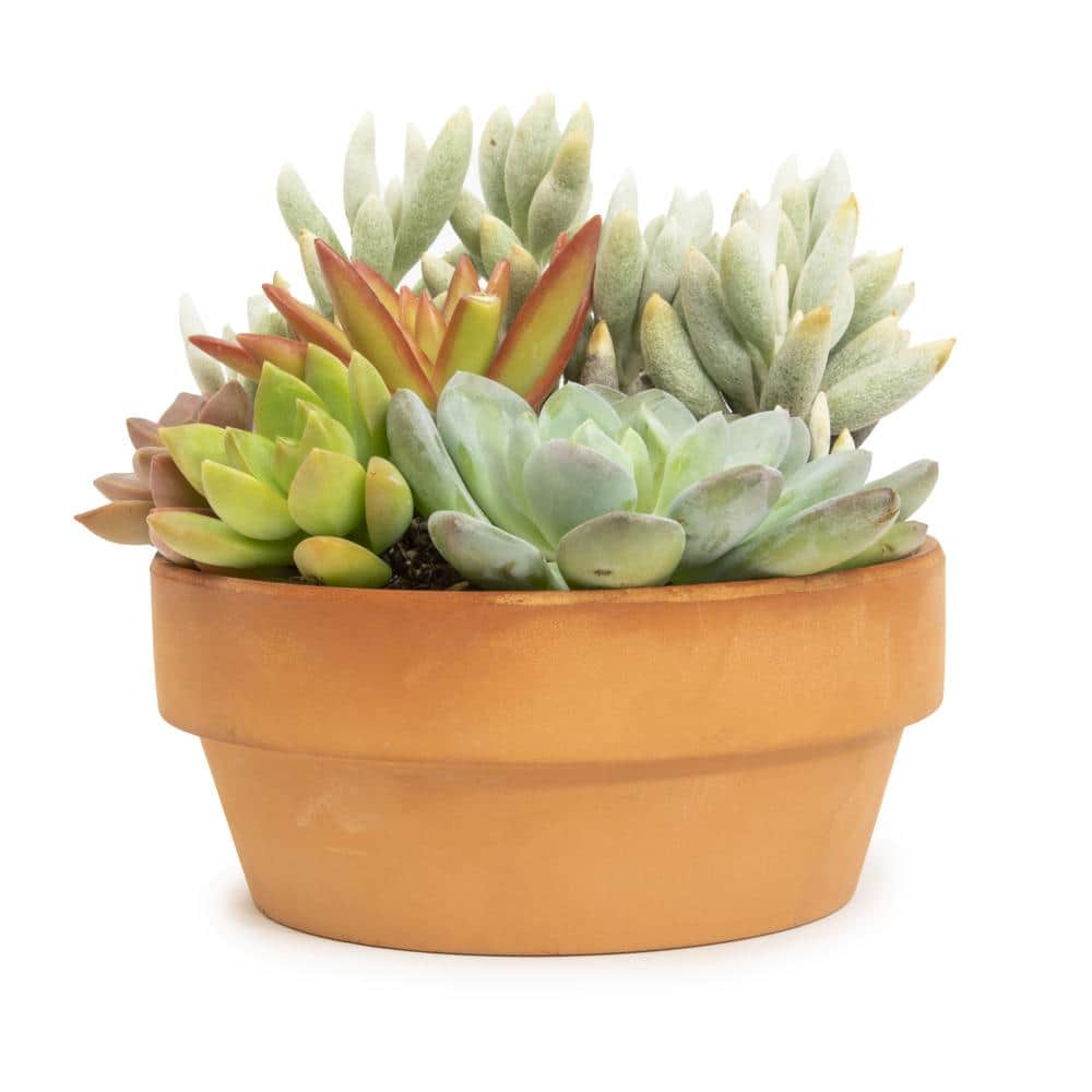 SMART PLANET 5 in. Succulent Garden in Deep Dish Terra Cotta Clay Planter 0872523