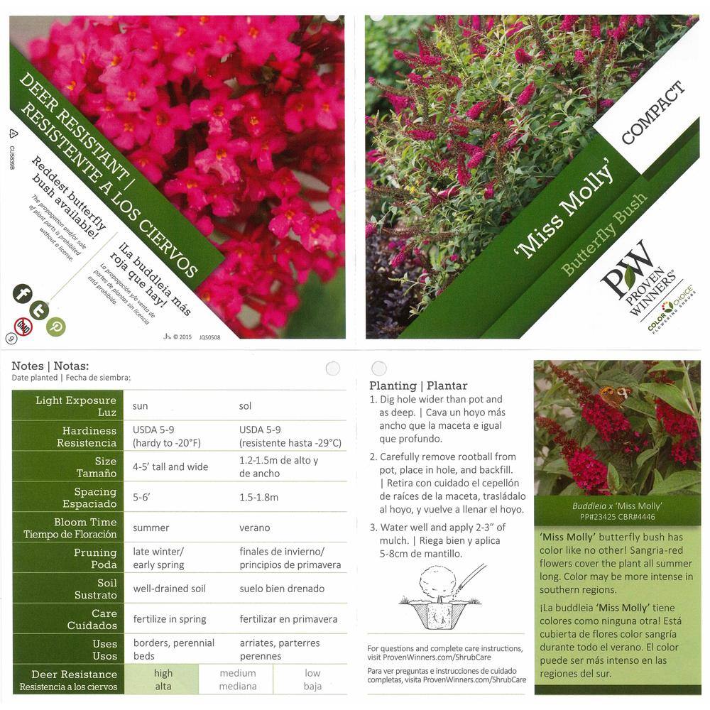PROVEN WINNERS 1 Gal. Miss Molly Butterfly Bush (Buddleia) Live Shrub in Deep Pink Flowers BUDPRC1166101