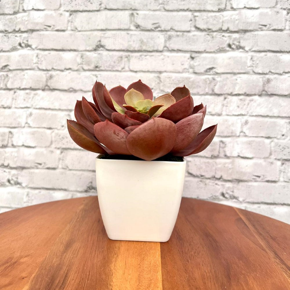 Stunning Artificial Crassulla Red Succulent