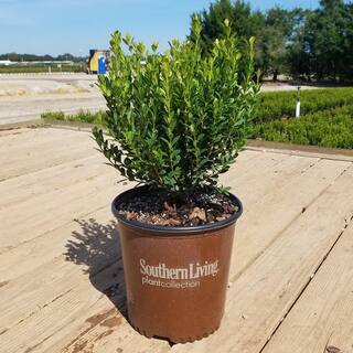 SOUTHERN LIVING 2 Gal. Boxwood Baby Gem Live Shrub Plant Glossy Green Foliage 06092