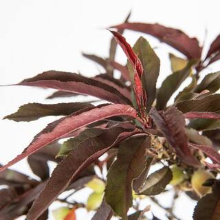 Perfect Plants 3 ft.-4 ft. Tall Bonfire Patio Peach Tree in Grower's Pot Small THD00573