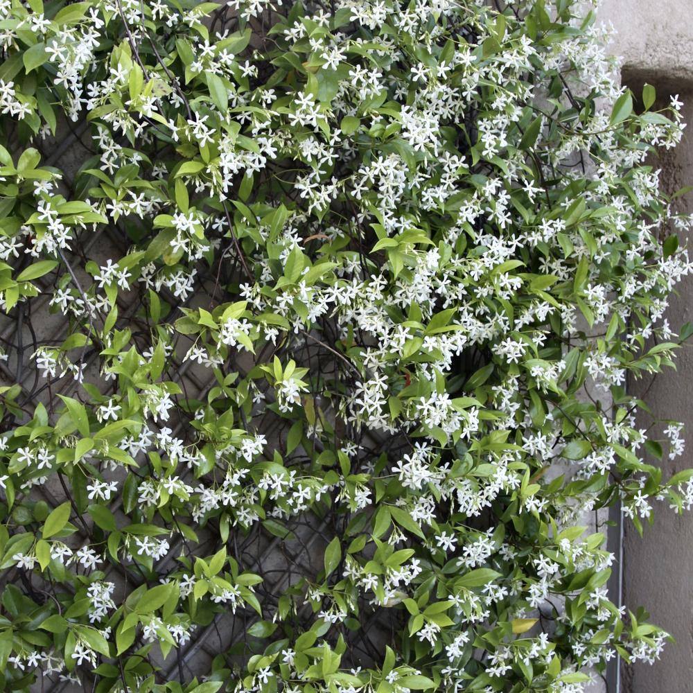 national PLANT NETWORK 2.5 qt. Jasmine Confederate Flowering Shrub with White Flowers HD1104