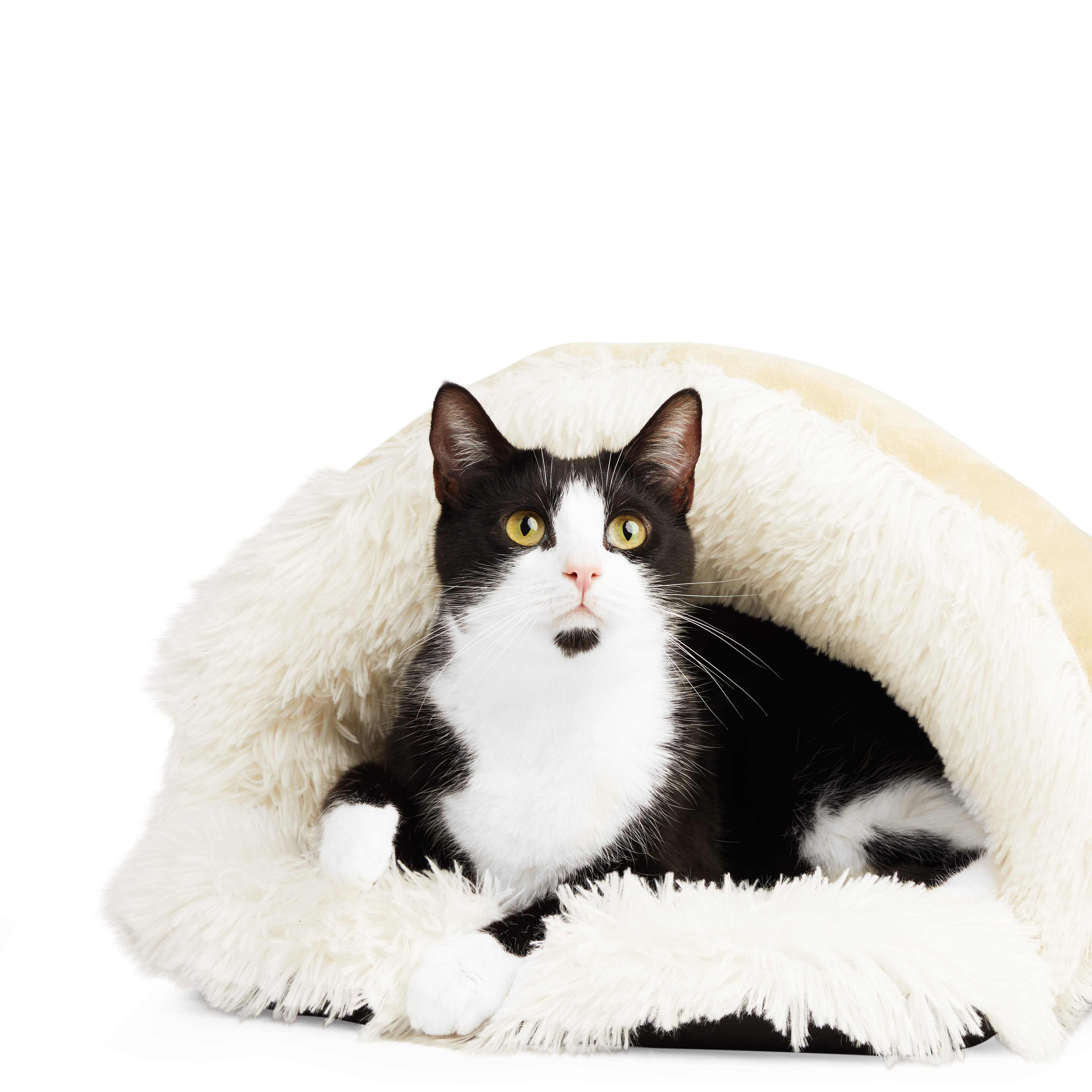 EveryYay Soothing Play Cave Cat Bed， 20