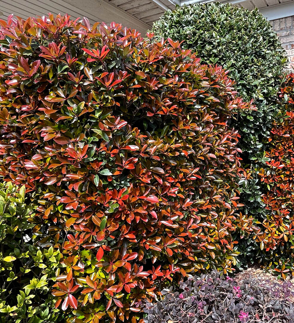 LeAnn Cleyera (3 Gallon) Medium-Sized Evergreen Shrub with Glossy Foliage - Full Sun to Part Shade Live Outdoor Plant - Southern Living Plant Collection