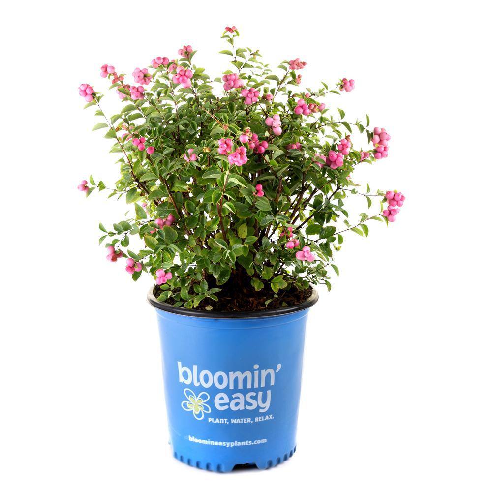 BLOOMIN' EASY 2 Gal. Pinky Promise Snowberry (Symphoricarpos) Live Shrub Gumball Pink Berries DGSZ5999
